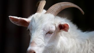 Capră evadată din portbagaj chiar &icirc;ntr-un sens giratoriu. Imagini de tot r&acirc;sul