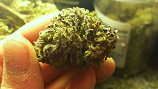 Plantații de canabis, descoperite pe malul unui r&acirc;u din Bistrița-Năsăud. Patru persoane implicate au fost reținute