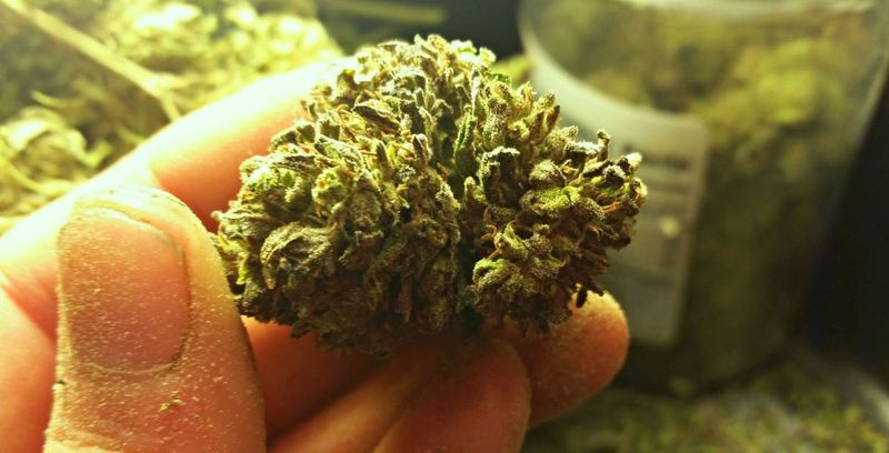 Plantații de canabis, descoperite pe malul unui râu din Bistrița-Năsăud. Patru persoane implicate au fost reținute