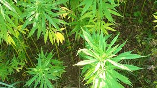 Plantații de canabis, descoperite pe malul unui r&acirc;u din Bistrița-Năsăud. Patru persoane implicate au fost reținute