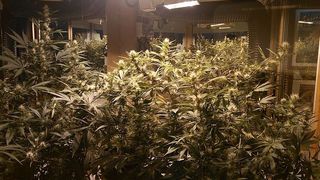 Plantații de canabis, descoperite pe malul unui r&acirc;u din Bistrița-Năsăud. Patru persoane implicate au fost reținute