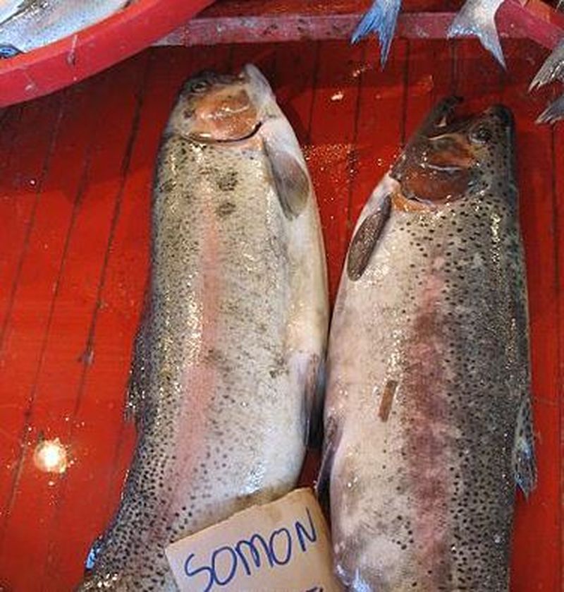 Urșii sunt în pericol în Canada din cauza reducerii populaţiei de somoni