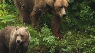 Urșii sunt &icirc;n pericol &icirc;n Canada din cauza reducerii populaţiei de somoni