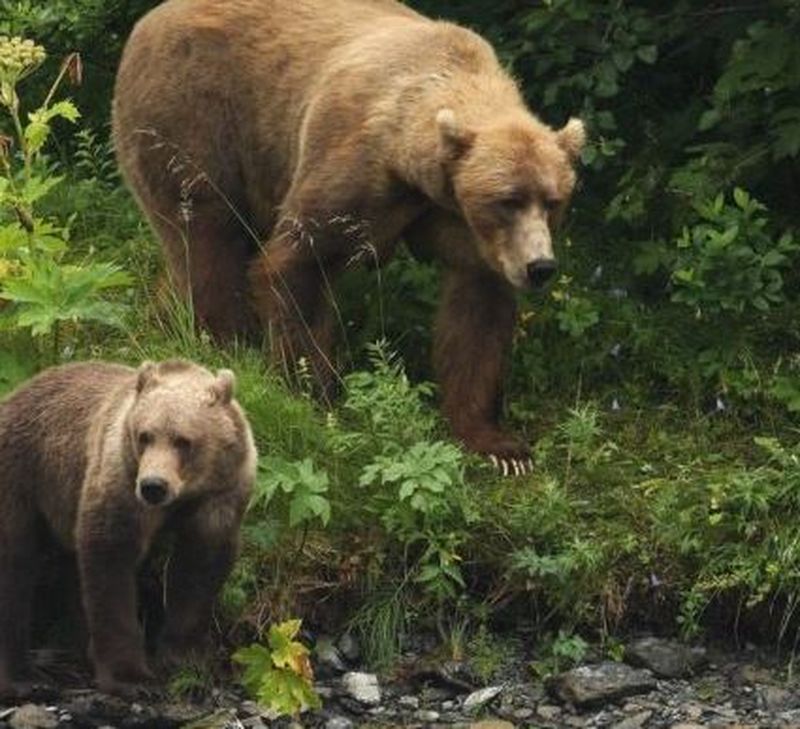 Urșii sunt în pericol în Canada din cauza reducerii populaţiei de somoni