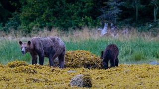 Urșii sunt în pericol în Canada din cauza reducerii populaţiei de somoni