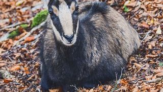 Liber la măcelărit capre negre. A fost aprobată &icirc;mpușcarea: &bdquo;Unora le place să le crească nişte coarne din pereţi şi altora profitul de pe urma lor&rdquo;