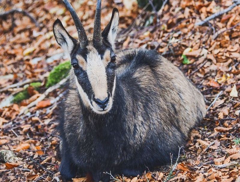 Liber la măcelărit capre negre. A fost aprobată împușcarea: „Unora le place să le crească nişte coarne din pereţi şi altora profitul de pe urma lor”