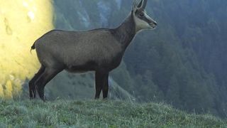 Liber la măcelărit capre negre. A fost aprobată &icirc;mpușcarea: &bdquo;Unora le place să le crească nişte coarne din pereţi şi altora profitul de pe urma lor&rdquo;