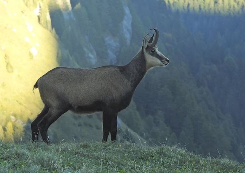 Liber la măcelărit capre negre. A fost aprobată împușcarea: „Unora le place să le crească nişte coarne din pereţi şi altora profitul de pe urma lor”