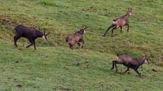 A fost aprobată &icirc;mpușcarea caprelor negre: &bdquo;Unora le place să le crească nişte coarne din pereţi şi altora profitul de pe urma lor&rdquo;