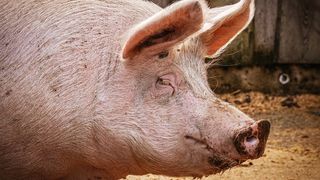 Rom&acirc;n ucis de porc, &icirc;n Italia. Fiul său de doar doi ani se află &icirc;n stare critică după ce a fost atacat de același animal