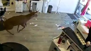 VIDEO | Cerbul care a dat buzna &icirc;ntr-un salon de &icirc;nfrumusețare. Cum au reacționat clienții