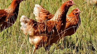 Caz șocant &icirc;n piață! Carne cumpărată din magazine și vopsită cu galben, pentru a fi v&acirc;ndută ca provenind de la păsări crescute &icirc;n curte
