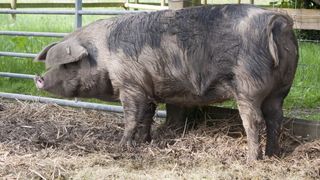 Cazul șocant al unei femei care a murit după ce a mers să dea de m&acirc;ncare la porc. Animalul i-a m&acirc;ncat o m&acirc;nă
