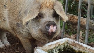 Cazul șocant al unei femei care a murit după ce a mers să dea de m&acirc;ncare la porc. Animalul i-a m&acirc;ncat o m&acirc;nă