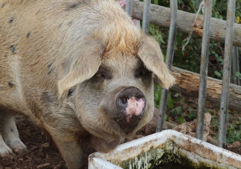 Cazul șocant al unei femei care a murit după ce a mers să dea de mâncare la porc. Animalul i-a mâncat o mână