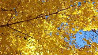 Vreme caldă din nou! Miercuri, 9 octombrie, temperaturile încep să crească