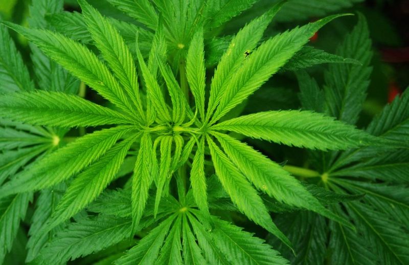 Românul care a vrut să seducă o polițistă din Anglia, venită să-l aresteze, s-a sinucis