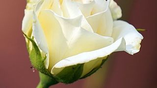 Afaceristă ucisă în stil mafiot. A fost găsită împușcată în mașină, cu un trandafir alb lângă ea