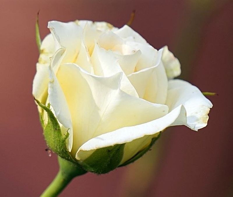 Afaceristă ucisă în stil mafiot. A fost găsită împușcată în mașină, cu un trandafir alb lângă ea