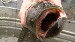 Specie extrem de periculoasă de pește, găsită pe uscat 