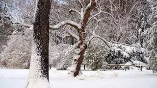 C&acirc;nd vine iarna