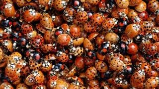 „Invazie colorată" în Arad. Localnicii sunt disperați de buburuze