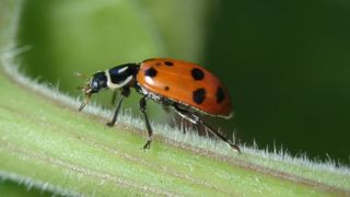 &bdquo;Invazie colorată" &icirc;n Arad. Localnicii sunt disperați de buburuze