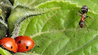 &bdquo;Invazie colorată" &icirc;n Arad. Localnicii sunt disperați de buburuze