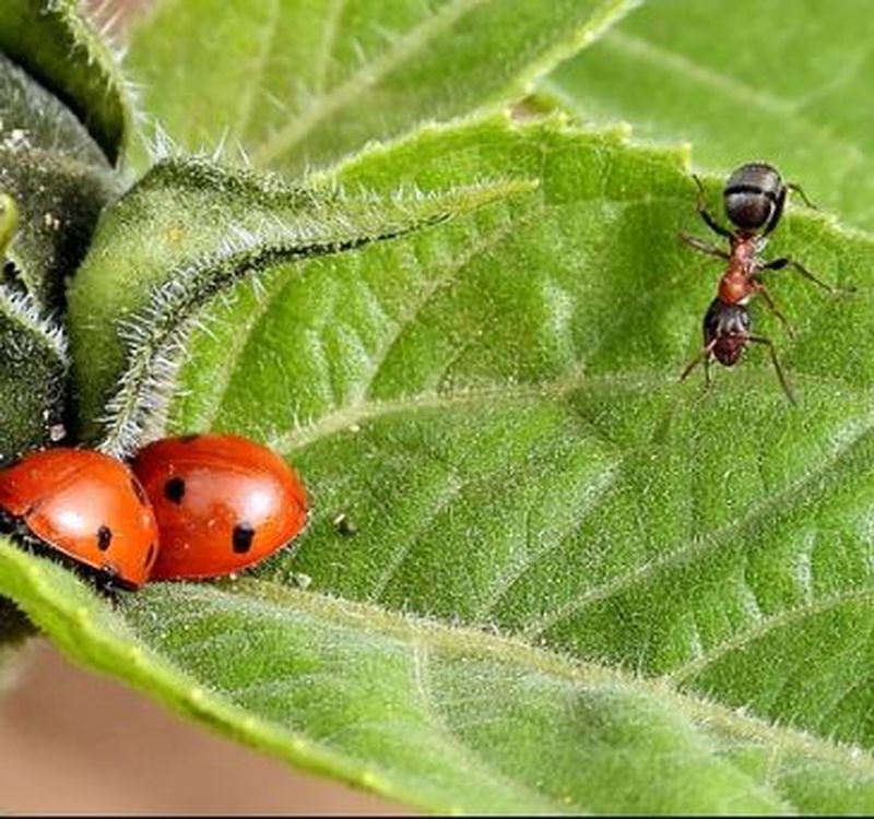 „Invazie colorată" în Arad. Localnicii sunt disperați de buburuze