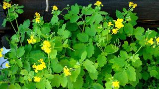 Planta miraculoasă, care tratează cancerul!