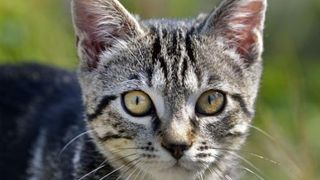 Gestul șocant făcut de o femeie pentru pisica ei. Și-a ucis colegul de cameră cu un ciocan, apoi l-a tranșat pentru că bănuia că i-a omor&acirc;t felina