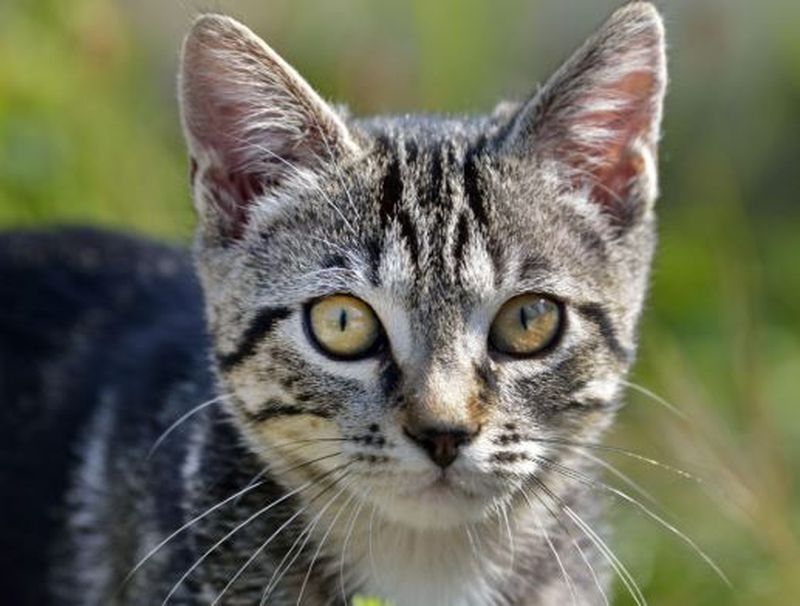 Gestul șocant făcut de o femeie pentru pisica ei. Și-a ucis colegul de cameră cu un ciocan, apoi l-a tranșat pentru că bănuia că i-a omorât felina