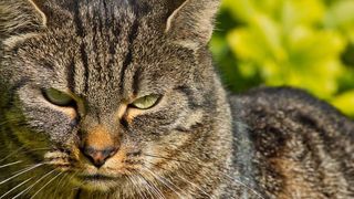 Gestul șocant făcut de o femeie pentru pisica ei. Și-a ucis colegul de cameră cu un ciocan, apoi l-a tranșat pentru că bănuia că i-a omor&acirc;t felina