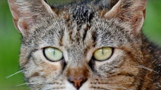 Gestul șocant făcut de o femeie pentru pisica ei. Și-a ucis colegul de cameră cu un ciocan, apoi l-a tranșat pentru că bănuia că i-a omor&acirc;t felina