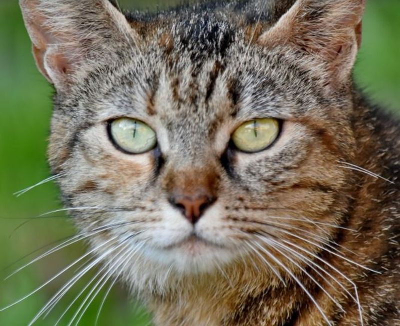 Gestul șocant făcut de o femeie pentru pisica ei. Și-a ucis colegul de cameră cu un ciocan, apoi l-a tranșat pentru că bănuia că i-a omorât felina