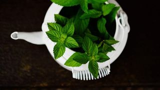 Planta care &icirc;ți taie pofta de m&acirc;ncare. Ar trebui să fie nelipsită din casă