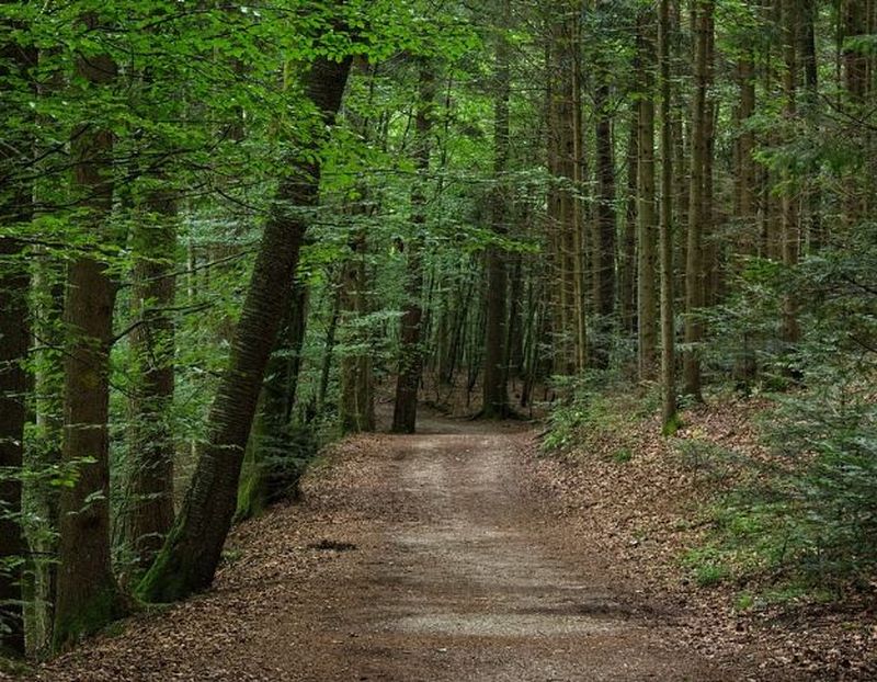 Turist găsit mort, în munții Bihorului. Bărbatul era căutat de 3 zile