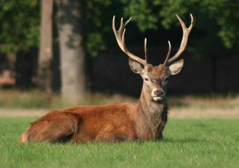 Povestea tragică a unui vânător: A fost ucis de cerbul pe care tocmai îl împușcase