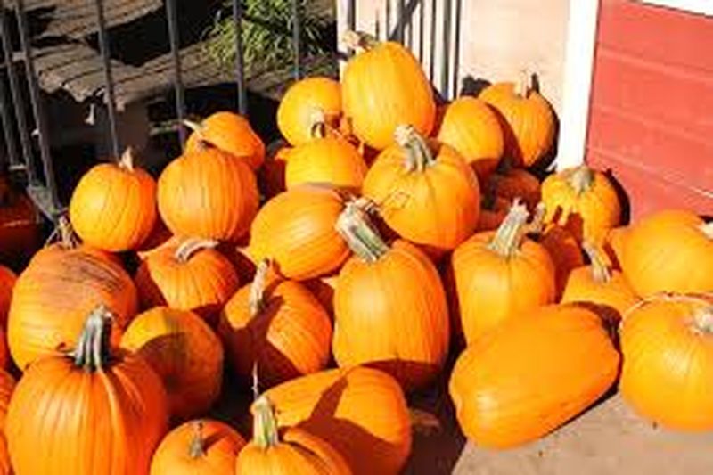 Plăcintă cu dovleac