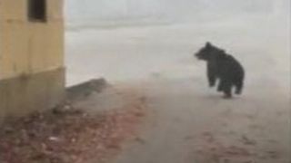 VIDEO | "Alertă de urs" în Mediaș! Oamenii au fost avertizaţi prin Ro-Alert să stea în casă