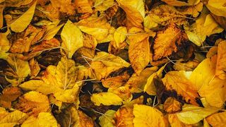 Gestul șocant făcut de Michael în public. Mima dezbrăcat un act sexual cu pământul și frunzele