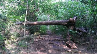 Povestea pădurarului din Cluj care a mituit un polițist pentru a distruge o pădure &icirc;ntreagă