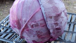 Varza roșie. Adevărul despre această legumă. Ce se întâmplă în corpul tău când o consumi