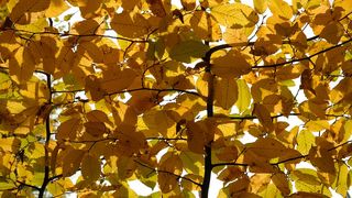 Pom căzut peste o mașină care se afla în mers pe Calea Dorobanților