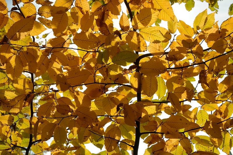 Pom căzut peste o mașină care se afla în mers pe Calea Dorobanților