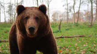 Cioban găsit mort la marginea unei păduri; el ar fi fost atacat de un urs