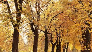 Meteo, miercuri, 13 noiembrie: Precipitații în majoritatea țării