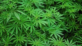 110 kilograme de cannabis destinat v&acirc;nzării &icirc;n Iaşi, dar şi &icirc;n alte zone, au fost ridicate &icirc;n urma a două percheziţii