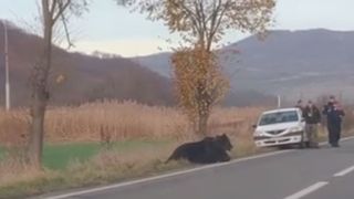 Cazul ursului abandonat &icirc;ntre Sovata şi Praid: Animalul a fost &icirc;mpuşcat. Poliţiştii au deschis dosar penal